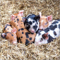 Piglets - Country Ways blank card