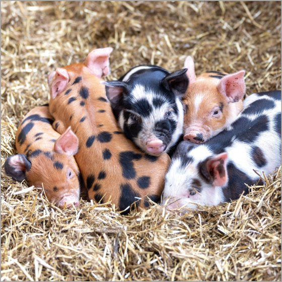 Piglets - Country Ways blank card
