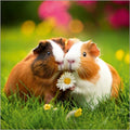 Guinea pigs - blank card