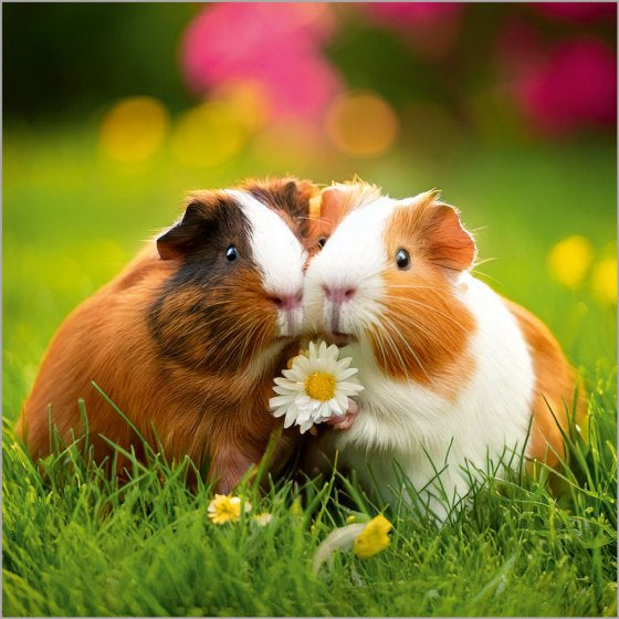 Guinea pigs - blank card