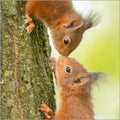 Red Squirrel Pair - Nature Tales blank card