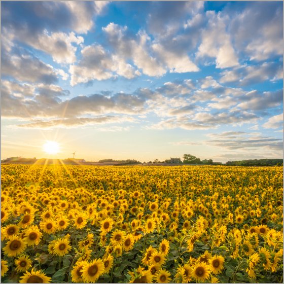 Sunflowers - Country Ways blank card