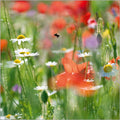 Bumble bee amongst meadow flowers - Country Ways blank card
