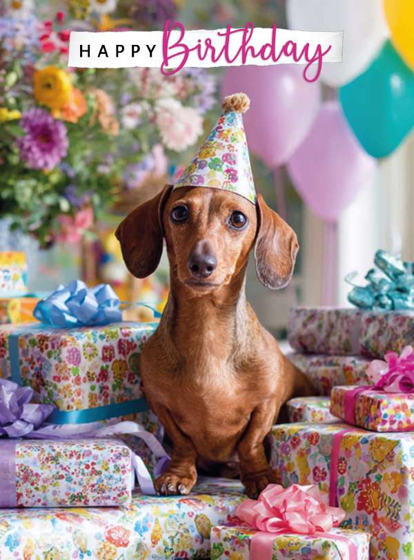 Happy Birthday, dachshund