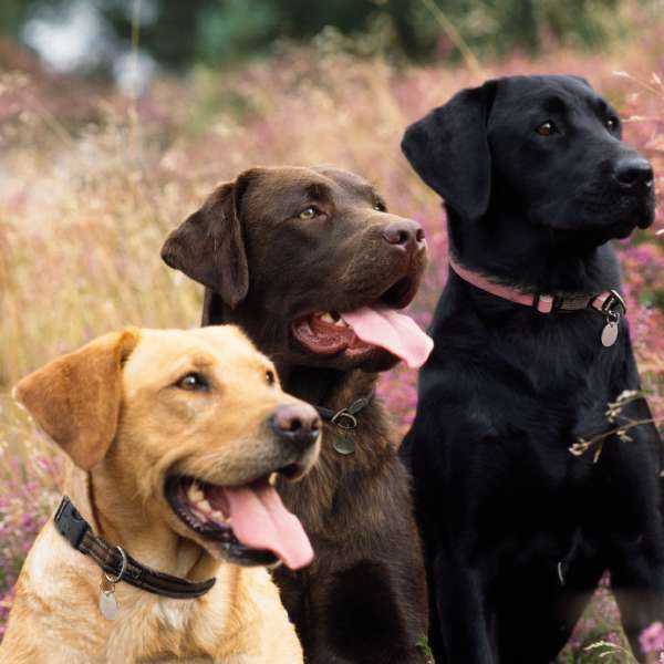 Three labs - RSPCA - blank card