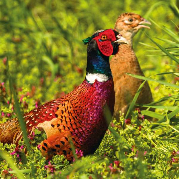Pheasants - RSPCA - blank card