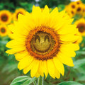 Smiliing Sunflower - Blank Card