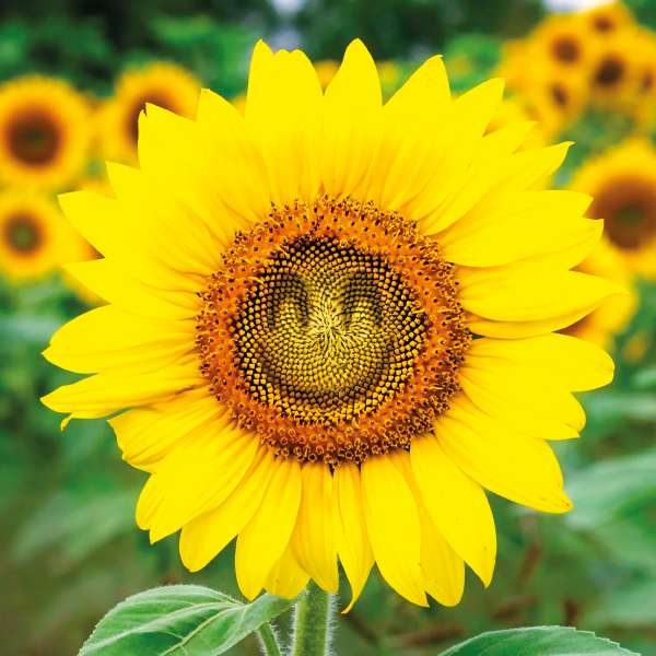 Smiliing Sunflower - Blank Card