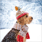 Festive Dogs - Pack of 24 - Christmas Cards