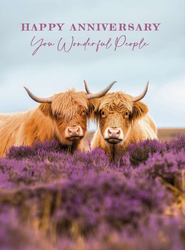Highland Cows - Anniversary Card