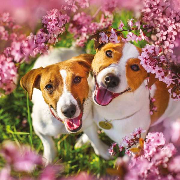 RSPCA Jack Russells - Blank Card