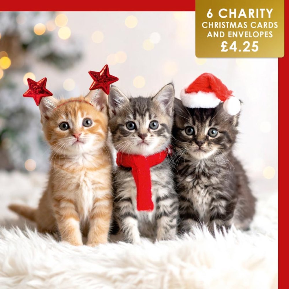 Three Festive Kittens - 6 pack of Charity Christmas cards