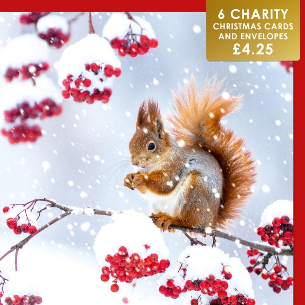 Red Squirrel in Snow - 6 pack of charity Christmas cards