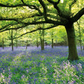 Bluebells at Speke Hall -National Trust Blank Card