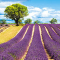 Lavender field - Blank Card