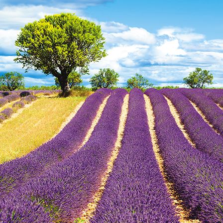 Lavender field - Blank Card