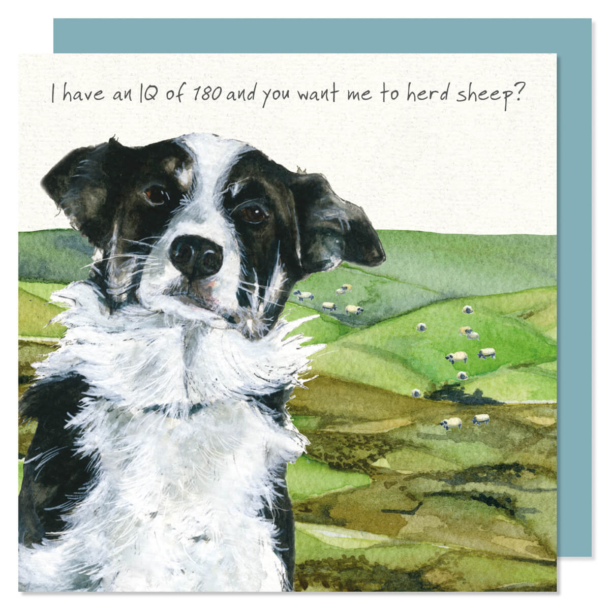 A cute and funny card of a short haired border collie dog in front of a field of sheep