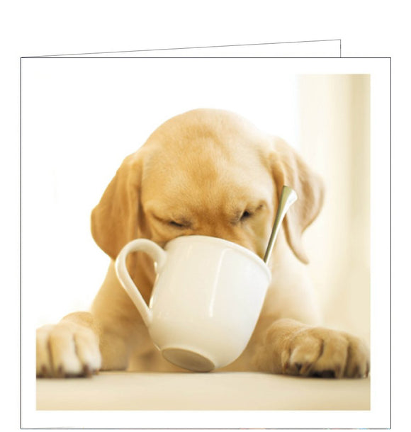 This blank card is from the fantastic Loose Leashes greetings card range featuring beautiful photographs of dogs enjoying life to the fullest. This cute yellow labrador pup has his nose in a cup of coffee.