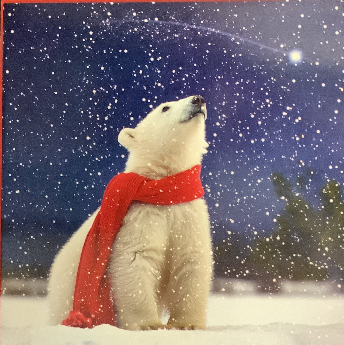 Polar Bear in Snow - 6 pack of Charity christmas cards