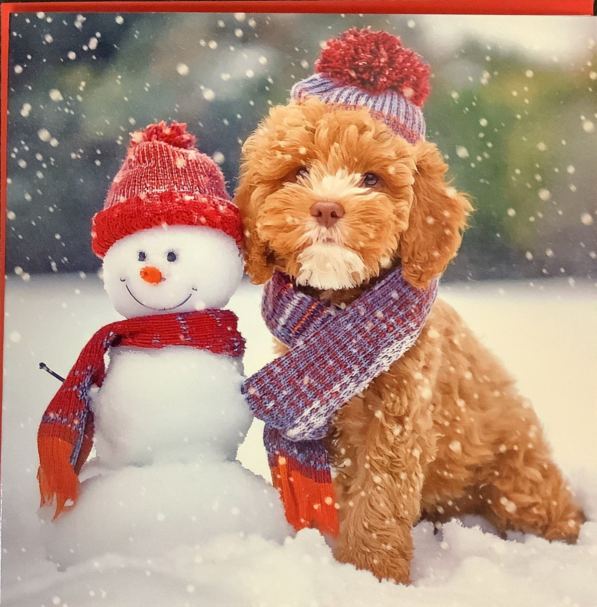 Cockapoo and Snowman - 6 pack Charity cards