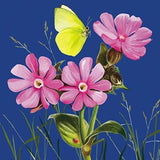 Pink flower heads - blank greetings card