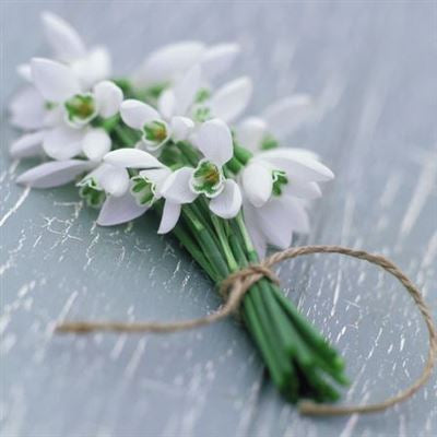 Bunch of Snowdrops - Sympathy Card