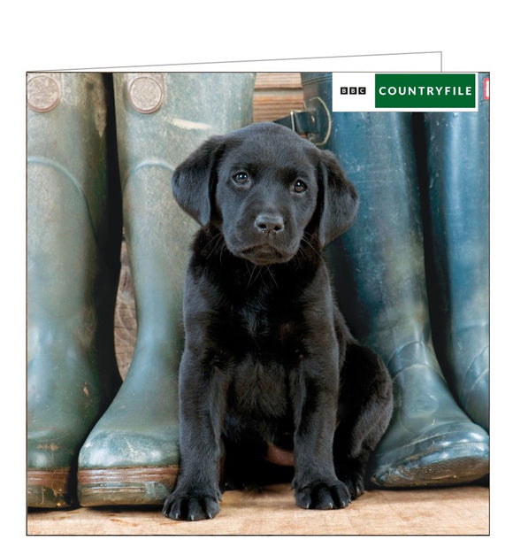 This greetings card from the BBC Countryfile card range features a photograph a black labrador puppy sitting between two pairs of wellington boots.
