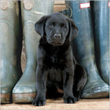 Black Labrador Puppy - BBC Countryfile greetings card