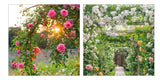 Climbing Roses - Pack of 6 BBC Gardeners' World notelets
