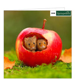 This blank card from the BBC Springwatch greetings card range features a photograph of a pair of tiny, cute harvest mice peeking out of a hollowed-out red apple.
