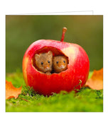 This blank card from the BBC Countryfile greetings card range features a photograph of a pair of tiny, cute harvest mice peeking out of a hollowed-out red apple.