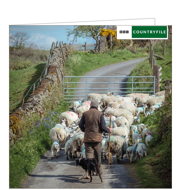 This greetings card from the BBC Country file card range is decorated with a photograph by Amy Bateman showing a shepherd and his dog herding a flock of sheep on a lane outside Kendal, Cumbria.