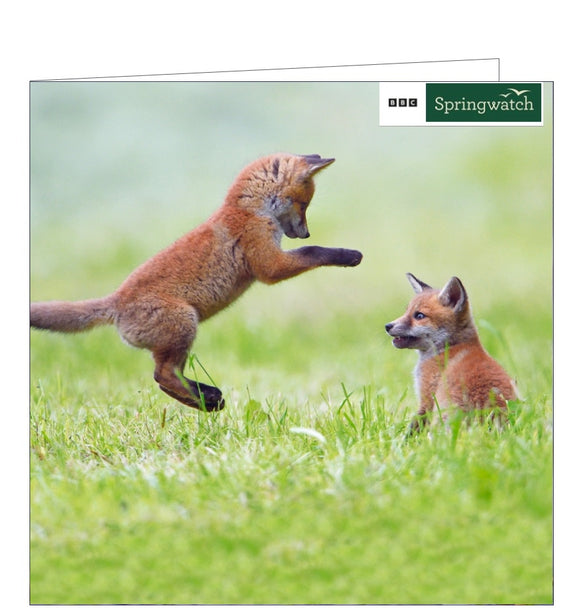 This blank card from the BBC Springwatch greetings card range features a photograph of a pair of red foxcubs play fighting.
