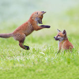 Red Foxcubs - BBC Springwatch greetings card