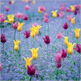 Riot of Tulips, Clare College, Cambridge - BBC Gardener's World greetings card