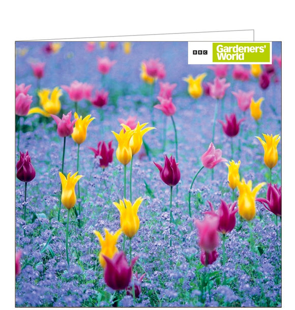 This greetings card from the BBC Countryfile card range features a photograph of bright pink and yellow tulips standing tall above the bluebells in the gardens of Clare College, Cambridge.