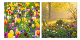 Tulips and Sunrise at Forde Abbey - Pack of 6 BBC Gardeners' World notelets