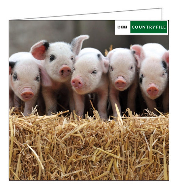 This blank card from the BBC Countryfile range features a photograph of five very cute Gloucester oldspot piglets - with their distinctive black patches - standing on a bale of hay.