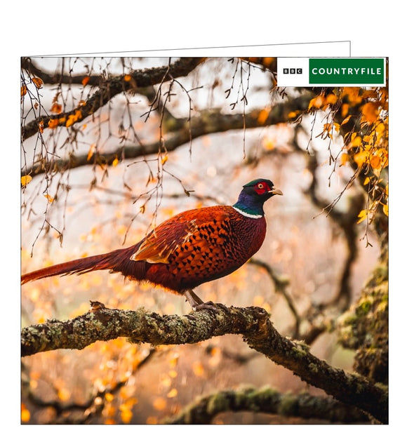 This blank card from the BBC Countryfile greetings card range features a fabulous photograph by Sarah Farnsworth showing a pheasant perched on a tree in the autumn golden sunlight.