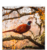 This blank card from the BBC Springwatch greetings card range features a fabulous photograph of a pheasant perched on a tree in the autumn golden sunlight. The back of this blank greetings card gives further information on pheasants, their habitats, diet and plumage.