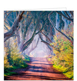 This blank card from the BBC Countryfile greetings card range features a fabulous photograph of the beech tree tunnel known as the Dark Hedges in County Antrim.  The back of this blank greetings card gives further information on the history and geography of the Dark Hedges.