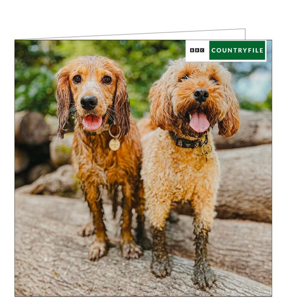 This blank card from the BBC Countryfile greetings card range features a photograph a very wet and muddy cocker spaniel and cockapoo dogs.