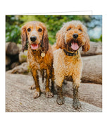 Cocker Spaniel and Cockapoo Dogs - BBC Countryfile greetings card
