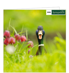 This blank card from the BBC Springwatch greetings card range features a fabulous photograph of a mallard duck, seemingly honking right at the camera.