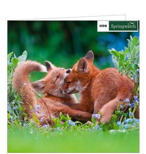 This blank card from the BBC Springwatch greetings card range features a photograph of a pair of red foxcubs playfighting.