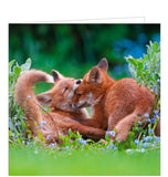 This blank card from the BBC Countryfile greetings card range features a photograph of a pair of red foxcubs playfighting.  The back of this blank greetings card gives further information on foxes, their cubs and their latin name, Vulpes vulpes.