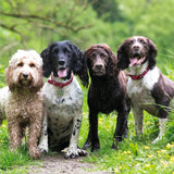 Cockapoo and Spaniels - BBC Countryfile greetings card