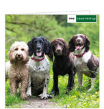 This blank card from the BBC Countryfile greetings card range features a photograph by Megan Williams of four very wet and muddy dogs - three spaniels and a cockapoo.