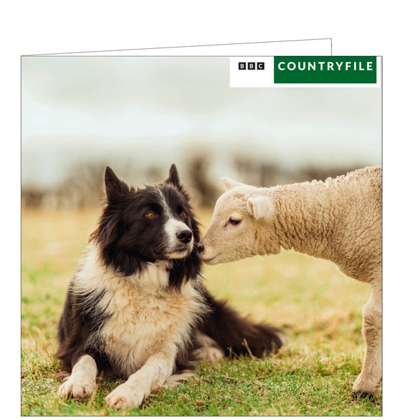 This blank card from the BBC Countryfile greetings card range features a photograph of a border collie dog sitting very still as a lamb approaches.