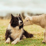 Border Collie dog and Lamb - BBC Countryfile card